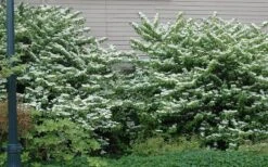 Japanese Doublefile Viburnum - 2 Gallon Pot 6 Japanese Doublefile Viburnum - 2 Gallon Pot -Garden Plant Shop viburnum plicatum tomentosum japanese doublefile 1