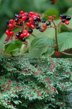 Japanese Doublefile Viburnum - 2 Gallon Pot 5 Japanese Doublefile Viburnum - 2 Gallon Pot -Garden Plant Shop viburnum plicatum tomentosum japanese doublefile 2