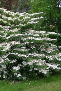 Japanese Doublefile Viburnum - 2 Gallon Pot 8 Japanese Doublefile Viburnum - 2 Gallon Pot -Garden Plant Shop viburnum plicatum tomentosum japanese doublefile 5
