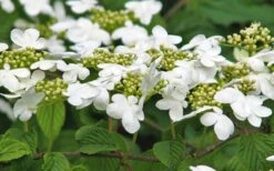 Japanese Doublefile Viburnum - 2 Gallon Pot 7 Japanese Doublefile Viburnum - 2 Gallon Pot -Garden Plant Shop viburnum plicatum tomentosum japanese doublefile 6
