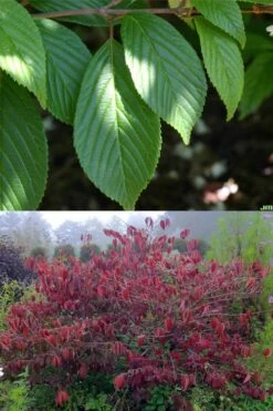 Japanese Doublefile Viburnum - 2 Gallon Pot 4 Japanese Doublefile Viburnum - 2 Gallon Pot -Garden Plant Shop viburnum plicatum tomentosum japanese doublefile 9