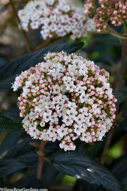 Prague Viburnum - 2.5 Quart Pot Prague Viburnum - 2.5 Quart Pot -Garden Plant Shop viburnum pragense prague 2 2