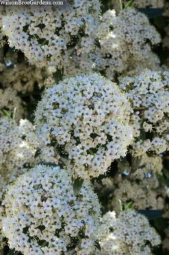 Prague Viburnum - 2.5 Quart Pot 5 Prague Viburnum - 2.5 Quart Pot -Garden Plant Shop viburnum pragense prague 5 2