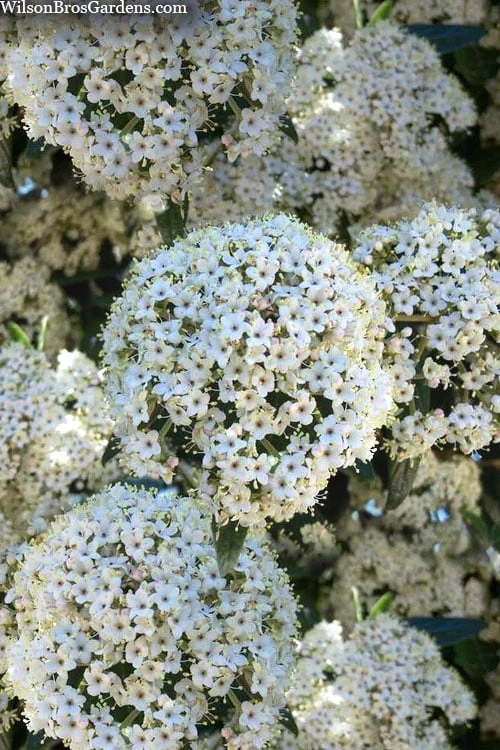 Prague Viburnum - 2.5 Quart Pot Prague Viburnum - 2.5 Quart Pot -Garden Plant Shop viburnum pragense prague 6 2