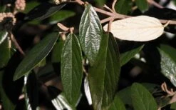 Prague Viburnum - 1 Gallon Pot 7 Prague Viburnum - 1 Gallon Pot -Garden Plant Shop viburnum pragense prague 7