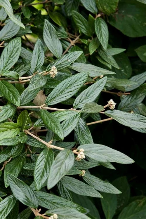 Prague Viburnum - 2.5 Quart Pot Prague Viburnum - 2.5 Quart Pot -Garden Plant Shop viburnum pragense prague 9 2