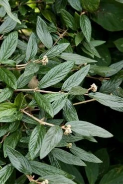 Prague Viburnum - 1 Gallon Pot 6 Prague Viburnum - 1 Gallon Pot -Garden Plant Shop viburnum pragense prague 9