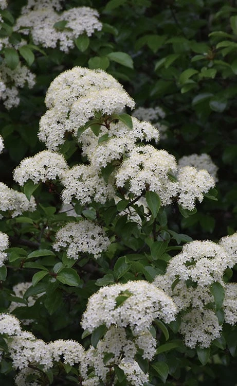 Blackhaw Viburnum - 3 Gallon Pot Blackhaw Viburnum - 3 Gallon Pot -Garden Plant Shop viburnum prunifolium black haw 12