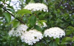 Blackhaw Viburnum - 3 Gallon Pot 5 Blackhaw Viburnum - 3 Gallon Pot -Garden Plant Shop viburnum prunifolium black haw 4
