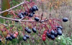 Blackhaw Viburnum - 3 Gallon Pot 4 Blackhaw Viburnum - 3 Gallon Pot -Garden Plant Shop viburnum prunifolium black haw 5