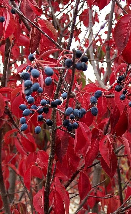 Blackhaw Viburnum - 3 Gallon Pot Blackhaw Viburnum - 3 Gallon Pot -Garden Plant Shop viburnum prunifolium black haw 6