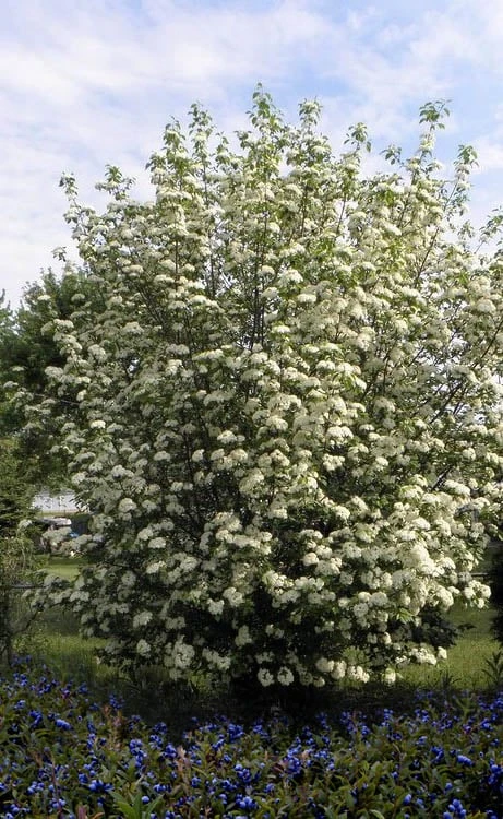 Blackhaw Viburnum - 3 Gallon Pot Blackhaw Viburnum - 3 Gallon Pot -Garden Plant Shop viburnum prunifolium black haw 7