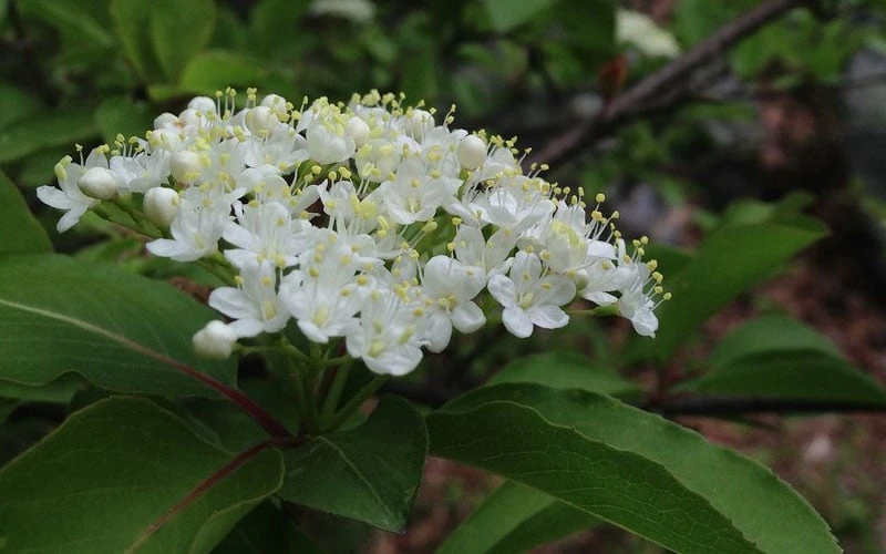 Blackhaw Viburnum - 3 Gallon Pot Blackhaw Viburnum - 3 Gallon Pot -Garden Plant Shop viburnum prunifolium black haw 9