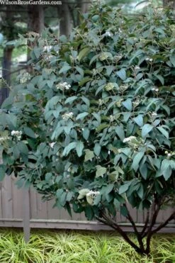 Alleghany Viburnum - 1 Gallon Pot -Garden Plant Shop viburnum rhytidophylloides alleghany 3