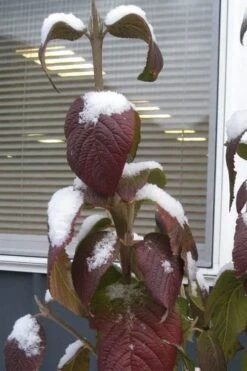 Red Balloon Viburnum - 3 Gallon Pot -Garden Plant Shop viburnum rhytidophylloides red balloon 4