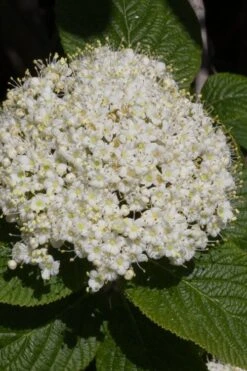 Red Balloon Viburnum - 3 Gallon Pot -Garden Plant Shop viburnum rhytidophylloides red balloon 5