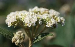 Willowwood Viburnum - 3 Gallon Pot -Garden Plant Shop viburnum rhytidophylloides willowwood 2