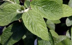 Willowwood Viburnum - 3 Gallon Pot -Garden Plant Shop viburnum rhytidophylloides willowwood 3