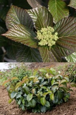 Shiny Dancer Viburnum - 2 Gallon Pot -Garden Plant Shop viburnum shiny dancer 27