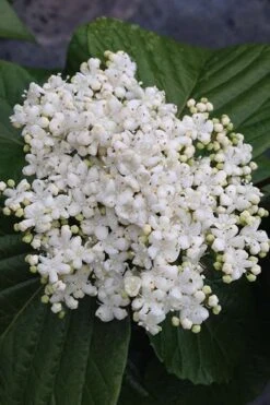 Shiny Dancer Viburnum - 2 Gallon Pot -Garden Plant Shop viburnum shiny dancer 4 500x750 1