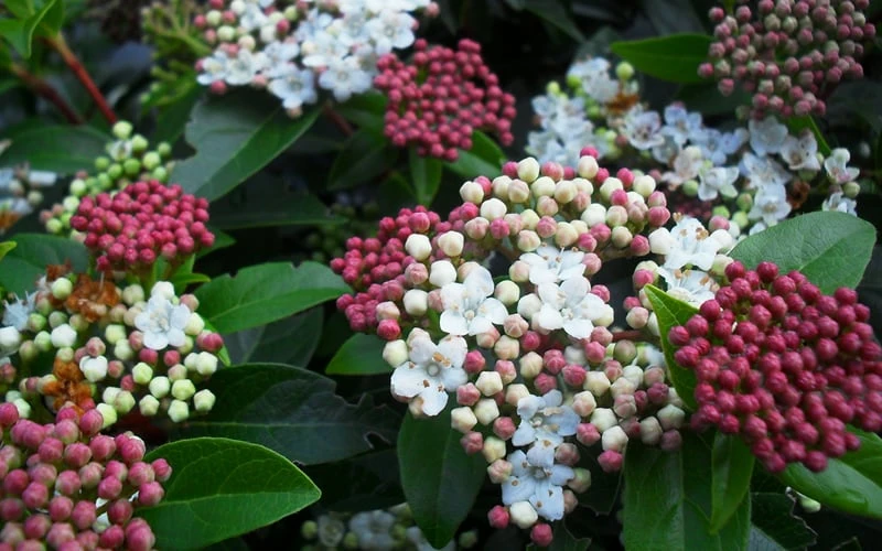 Spring Bouquet Viburnum - 6 Pack of 1 Gallon Pots Spring Bouquet Viburnum - 6 Pack Of 1 Gallon Pots -Garden Plant Shop viburnum spring bouquet 800x500 1