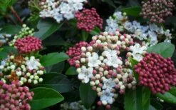 Spring Bouquet Viburnum - 1 Gallon Pot -Garden Plant Shop viburnum spring bouquet 800x500 2