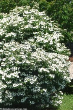 Summer Snowflake Viburnum - 1 Gallon Pot -Garden Plant Shop viburnum summer snowflake 102