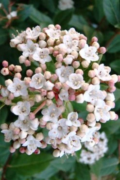 Spring Bouquet Viburnum - 3 Gallon Pot -Garden Plant Shop viburnum tinus spring bouquet 1 2