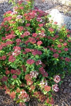 Spring Bouquet Viburnum - 6 Pack Of 1 Gallon Pots 4 Spring Bouquet Viburnum - 6 Pack Of 1 Gallon Pots -Garden Plant Shop viburnum tinus spring bouquet 2