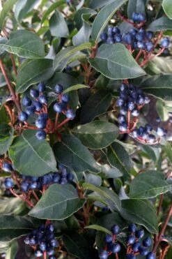 Spring Bouquet Viburnum - 6 Pack Of 1 Gallon Pots 6 Spring Bouquet Viburnum - 6 Pack Of 1 Gallon Pots -Garden Plant Shop viburnum tinus spring bouquet 5