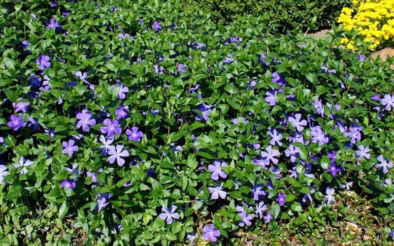 Bigleaf Periwinkle (Vinca major) - 6 Pack of Pint Pots Bigleaf Periwinkle (Vinca Major) - 6 Pack Of Pint Pots -Garden Plant Shop vinca major bigleaf periwinkle 11 3