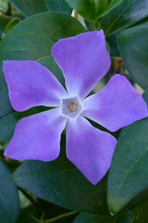 Bigleaf Periwinkle (Vinca major) - 6 Pack of Pint Pots Bigleaf Periwinkle (Vinca Major) - 6 Pack Of Pint Pots -Garden Plant Shop vinca major bigleaf periwinkle 13 3