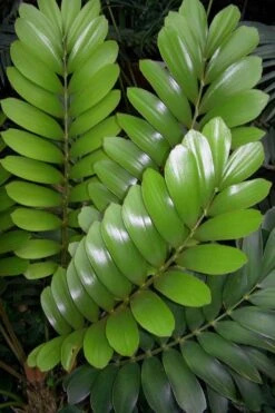 Coontie Palm (Zamia Pumila) - 7 Gallon Pot 3 Coontie Palm (Zamia Pumila) - 7 Gallon Pot -Garden Plant Shop zamia pumila florida coontie 3