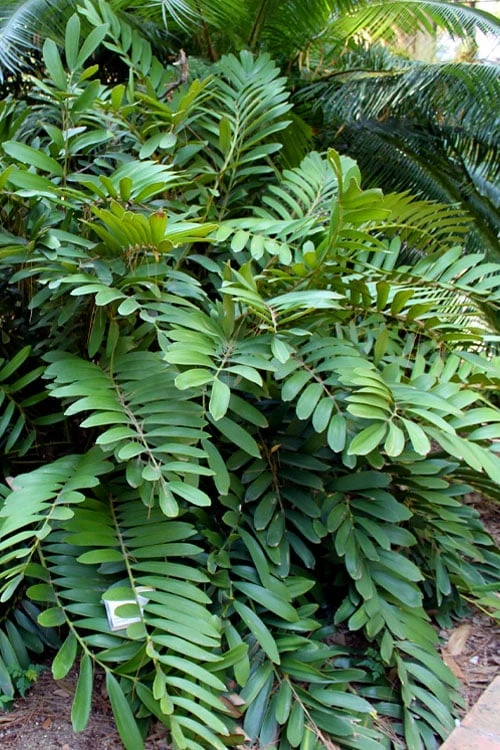 Coontie Palm (Zamia pumila) - 7 Gallon Pot Coontie Palm (Zamia Pumila) - 7 Gallon Pot -Garden Plant Shop zamia pumila florida coontie 4