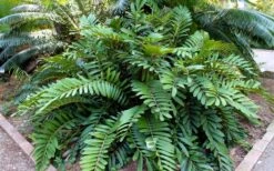 Coontie Palm (Zamia Pumila) - 7 Gallon Pot 4 Coontie Palm (Zamia Pumila) - 7 Gallon Pot -Garden Plant Shop zamia pumila florida coontie 5
