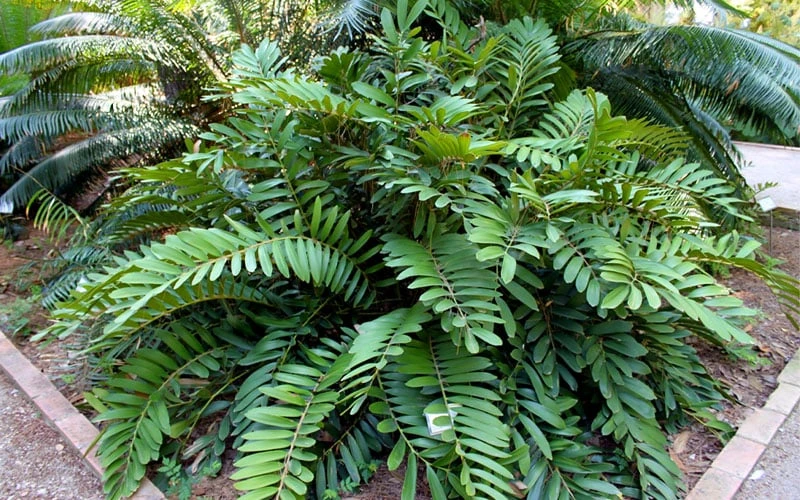Coontie Palm (Zamia pumila) - 7 Gallon Pot Coontie Palm (Zamia Pumila) - 7 Gallon Pot -Garden Plant Shop zamia pumila florida coontie 5